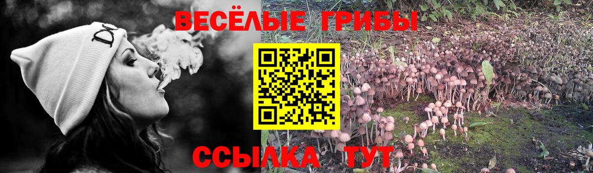 Галлюциногенные грибы Psilocybine cubensis  Вход с VPN  Мурино 